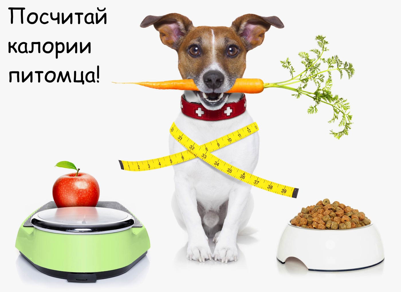 онлайн калькулятор калорий для собак - рис