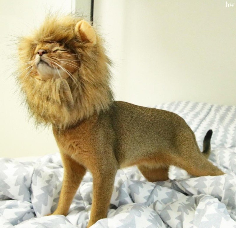кошка со стрижкой льва