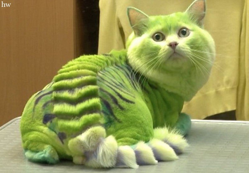 а зелёных котов видели
